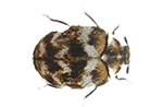 Variegated Carpet Beetles