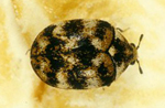 Australian Carpet Beetle