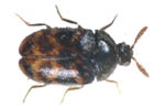 Larger Cabinet Beetle